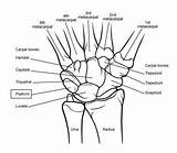 Wrist Anatomy Bones Joint Hand Radius Human Palm Carpal Bone Diagram Distal Forearm Left Blank Arm Medial Medscape Joints Hands sketch template