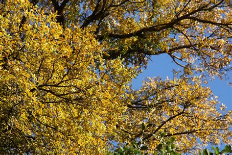 Cedar Elm Ulmus Crassifolia This Deciduous Tree Turns Gold And Loses