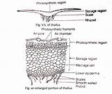 Liverwort Marchantia Rhizoids Vascular Explained Apparatus Golgi Liverworts sketch template