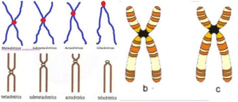 Clasificación De Los Cromosomas Funciones Estructura Y Tipos – Arriba