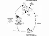 Trematode Generalized Using Trematodes Fish Californica Intermediate sketch template