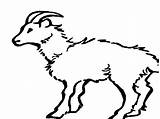 Goat Mountain Coloring Pages Cautious Climbing Hill sketch template