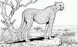 Dieren Wilde Kleurplaat Downloaden Uitprinten Cheetah sketch template