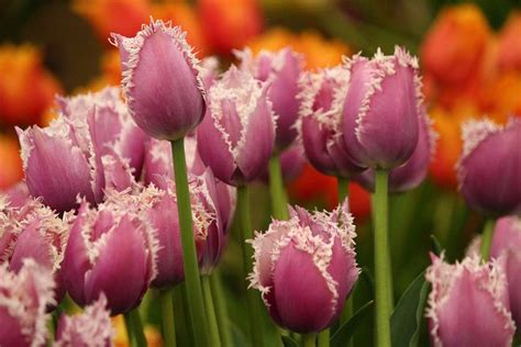 loving these fringed blue heron tulips from the rhs
