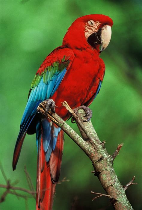 top   kind  pet parrots