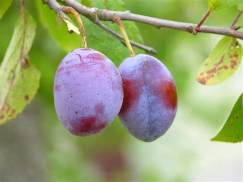 plums  photo  freeimages