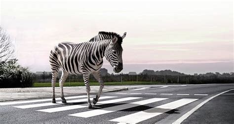 blind leading  blind blind leading  blind zebra zebra crossing
