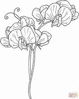 Pea Sweet Coloring Pages Flowers Flower Drawing Color sketch template