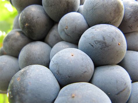 urbina vinos blog origen  evolucion de los azucares de la uva