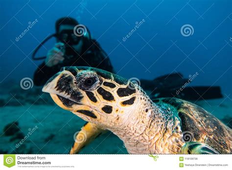 Giant Green Sea Turtles In The Red Sea A E Editorial Stock