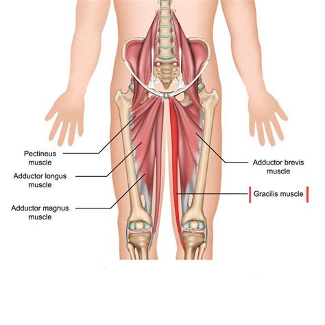gracilis muscle origin insertion actions  innervation  wellness digest