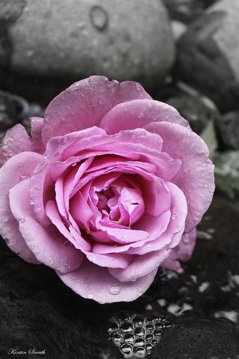 Dusky Rose Photograph By Kirsten Sneath