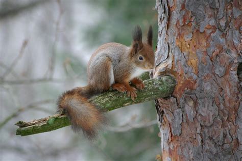 squirrel  tree   photo  freeimages