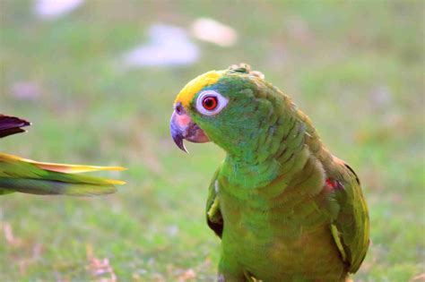identify common green parrots