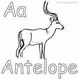 Antelope Coloringfolder sketch template