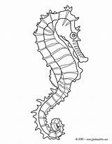 Seahorse Hippocampe Outline Coloring Horse Pages Visit Drawing sketch template