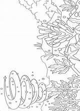 Kleurplaat Zee Regenbogenfisch Mooiste Vis Colorat Peixe Arco Arcobaleno Fundo Kleurplaten Ninos Desene Curcubeu Coloriages Planse Malvorlagen Natuur Malvorlage Fisa sketch template