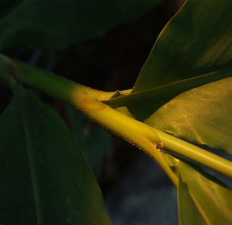 leafy stem tropical biodiversity