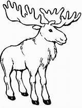 Moose Coloring Pages Canada Kids Printable Color Print Animal sketch template