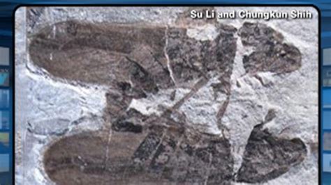 Fossils Caught Having Sex Video Abc News