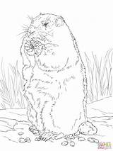 Colorare Marmot Marmotta Groundhog Disegno Supercoloring Korn Tegninger Spiser Bellied Kategorier sketch template