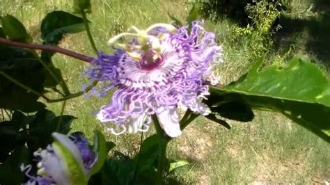 Growing Passion Fruit Maypop Passiflora Incarnata Youtube