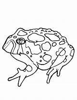 Toad Ropucha Frog Kolorowanki Toads Dla Twistynoodle Amphibians Bestcoloringpagesforkids sketch template
