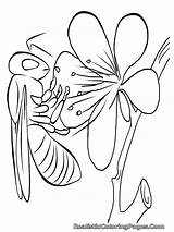 Mewarnai Lebah Realistic Sketsa Madu Serangga Insekt Bunga Kartun Binatang Diwarnai sketch template
