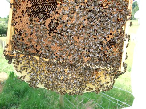 hive  jul talking  bees