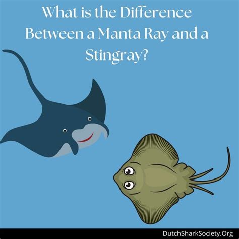 difference  manta ray  stingray