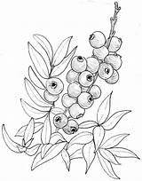 Blueberry Blueberries Visit Webstockreview Bushes sketch template