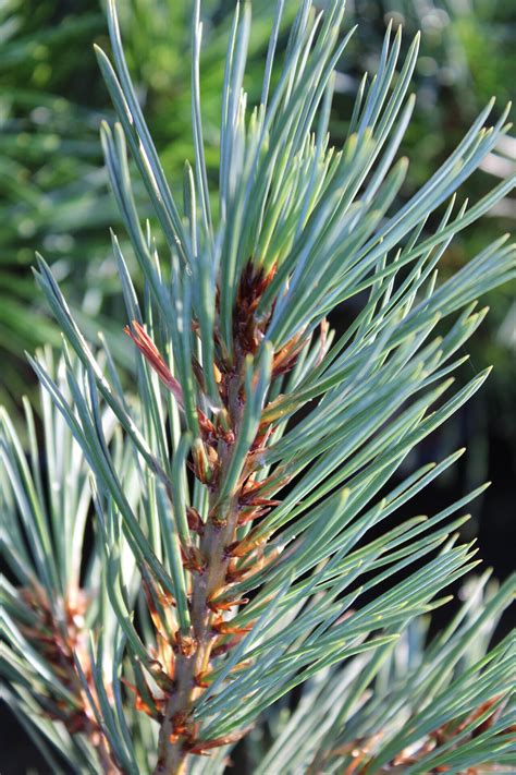 buy pinus lambertiana secret sugar sugar pine conifer kingdom