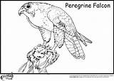 Coloring Pages Falcon Peregrine Hawk Bird Animal Marvel Kids Printable Getcolorings Birds Prey Ministerofbeans Print Color Colori Animals Catch Col sketch template
