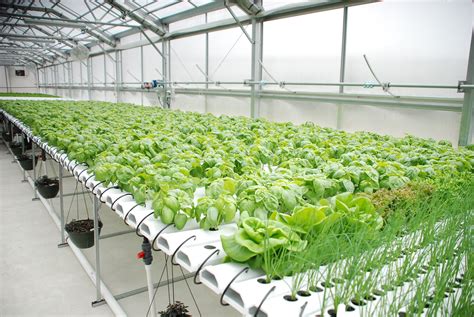hydroponics  boost  profits rimol greenhouse