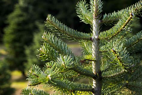 easy  grow types  fir trees
