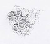 Lichens Lichen Crustose Apothecia sketch template