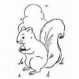 Coloring Pages Squirrel Flying Animals Caterpillar Donkey sketch template