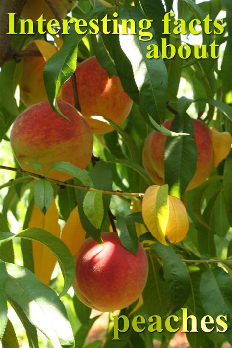 Peaches 20 Interesting Facts That You Possibly Did Not