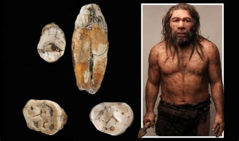 neanderthals interbred with modern day humans analysis of teeth from