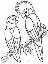 Kleurplaten Parrot Mewarnai Parrots Kleurplaat Ausmalbilder Oiseau Papegaai Coloriages Loro Papageien Papegaaien Papagei Ajak Ayo Loros Animaatjes Kleurplaatjes sketch template