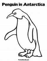 Coloring Penguin Antarctica Antartica Pinguin Adelie Emperor Penguins Twistynoodle Twisty Coloringhome sketch template
