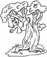 Coloring Climbing Tree Designlooter Summer sketch template