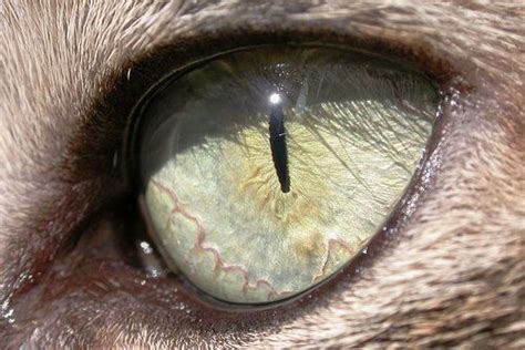 Extreme Close Up Shot Of A Cats Eye Extreme Close Up