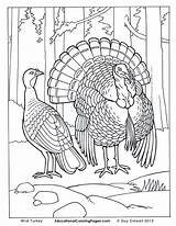 Coloring Pages Turkey Realistic Animal Wild Printable Bird Animals Print Real Birds Hunting Drawing Two Book Farm Life Duck Color sketch template