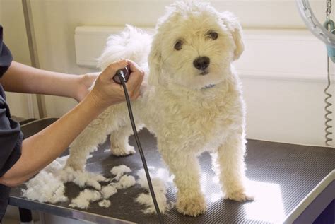 mobile pet grooming business