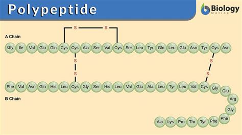 polypeptide definition  examples biology  dictionary