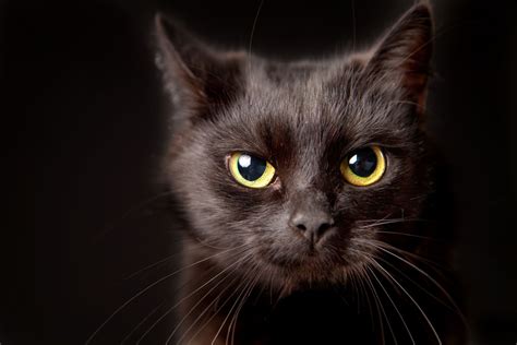 die schwarze katze geliebt oder gefuerchtet