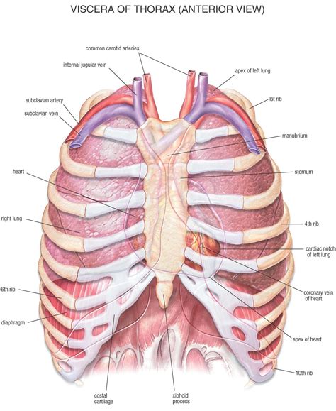 human anatomy chest cavity anatomy  chest bones human anatomy diagram
