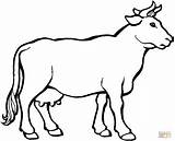 Sapi Mewarnai Hewan Kuh Sketsa Gado Krowa Boi Herd Euter Kurban Disegno Cows Kambing Mucca Koleksi Lembu Mucche Malvorlage Kanak sketch template