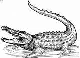Crocodile Coloring Alligator Pages Printable Kids Print Tattoo Outline Realistic American Clipart Colouring Animal Drawing Color Cartoon Drawings Procoloring Gator sketch template